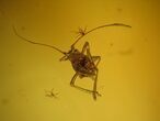 Fossil Bush Cricket (Orthoptera) In Baltic Amber - Rare! #93900-1